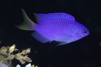 Peacock Damselfish (AKA Blue Damsel)