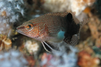 Belted Sandfish