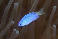 Peacock Damselfish (AKA Blue Damsel)