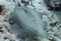 Peacock Flounder, AKA Plate Fish