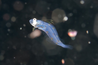 Flatfish Larva (exact species unknown)