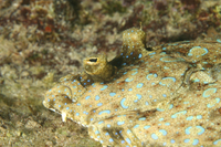 Peacock Flounder, AKA Plate Fish