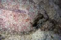 Peacock Flounder, AKA Plate Fish