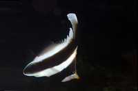 Pennant Bannerfish