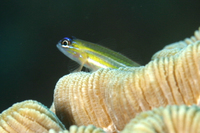 Peppermint Goby