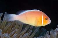 Pink Anemonefish