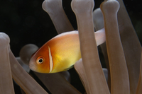 Pink Anemonefish