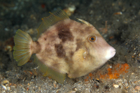 Planehead Filefish, female