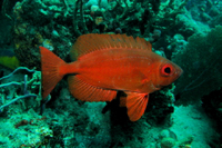 Atlantic Bigeye