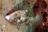 Planehead Filefish, Male