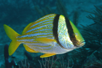 Porkfish