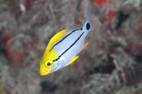 Porkfish, juvenile phase