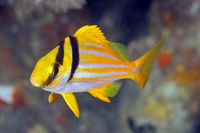 Porkfish, intermediate phase