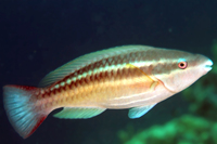 Princess Parrotfish, initial phase