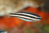 Princess Parrotfish, juvenile phase