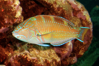 Puddingwife