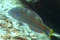 Puddingwife, Initial Phase