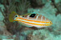Puddingwife, Juvenile