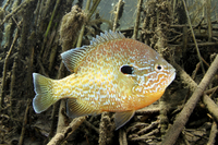 Pumpkinseed