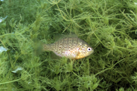 Pumpkinseed, juvenile