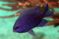Purple Reeffish, juvenile form