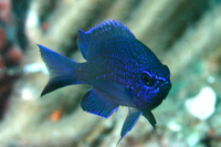 Purple Reeffish, juvenile form