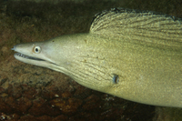 Purplemouth Moray