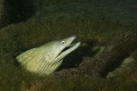 Purplemouth Moray