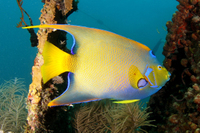 Queen Angelfish