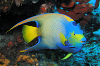 Queen Angelfish