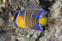 Queen Angelfish, Juvenile