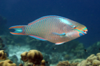 Queen Parrotfish