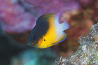 Bicolor Damselfish