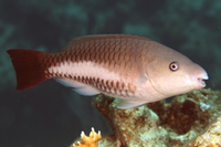 Queen Parrotfish, initial phase