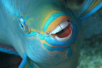 Queen Parrotfish