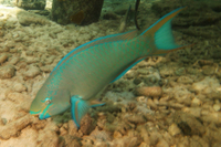 Queen Parrotfish