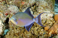 Queen Triggerfish