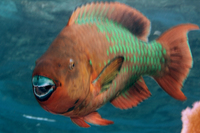 Rainbow Parrotfish, terminal phase