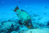 Rainbow Parrotfish