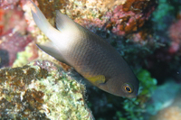 Bicolor Damselfish