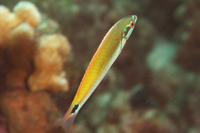 Rainbow Wrasse