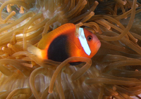 Red and Black Anemonefish