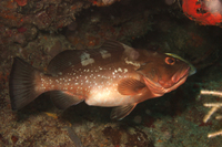 Red Grouper