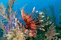 Red Lionfish