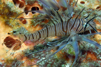 Red Lionfish, juvenile form