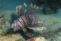 Red Lionfish