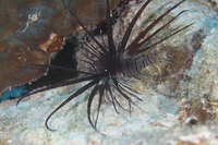 Red Lionfish, juvenile form