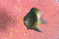 Bicolor Damselfish