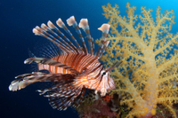 Red Lionfish