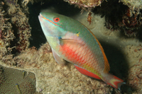 Redband Parrotfish, terminal phase